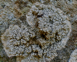Dirina massiliensis Durr. & Mont. forma massiliensis Taxon méditerranéen des murs calcaires.