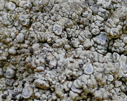 Dirina massiliensis Durr. & Mont. forma massiliensis Taxon méditerranéen des murs calcaires.