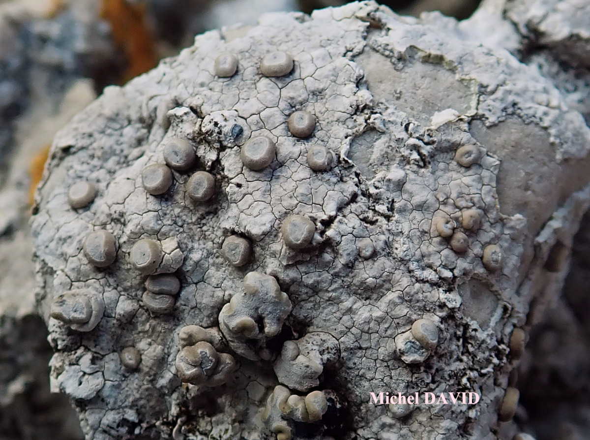 Dirina massiliensis Durieu & Mont. forma massiliensis Taxon méditerranéen des rochers calcaires.
