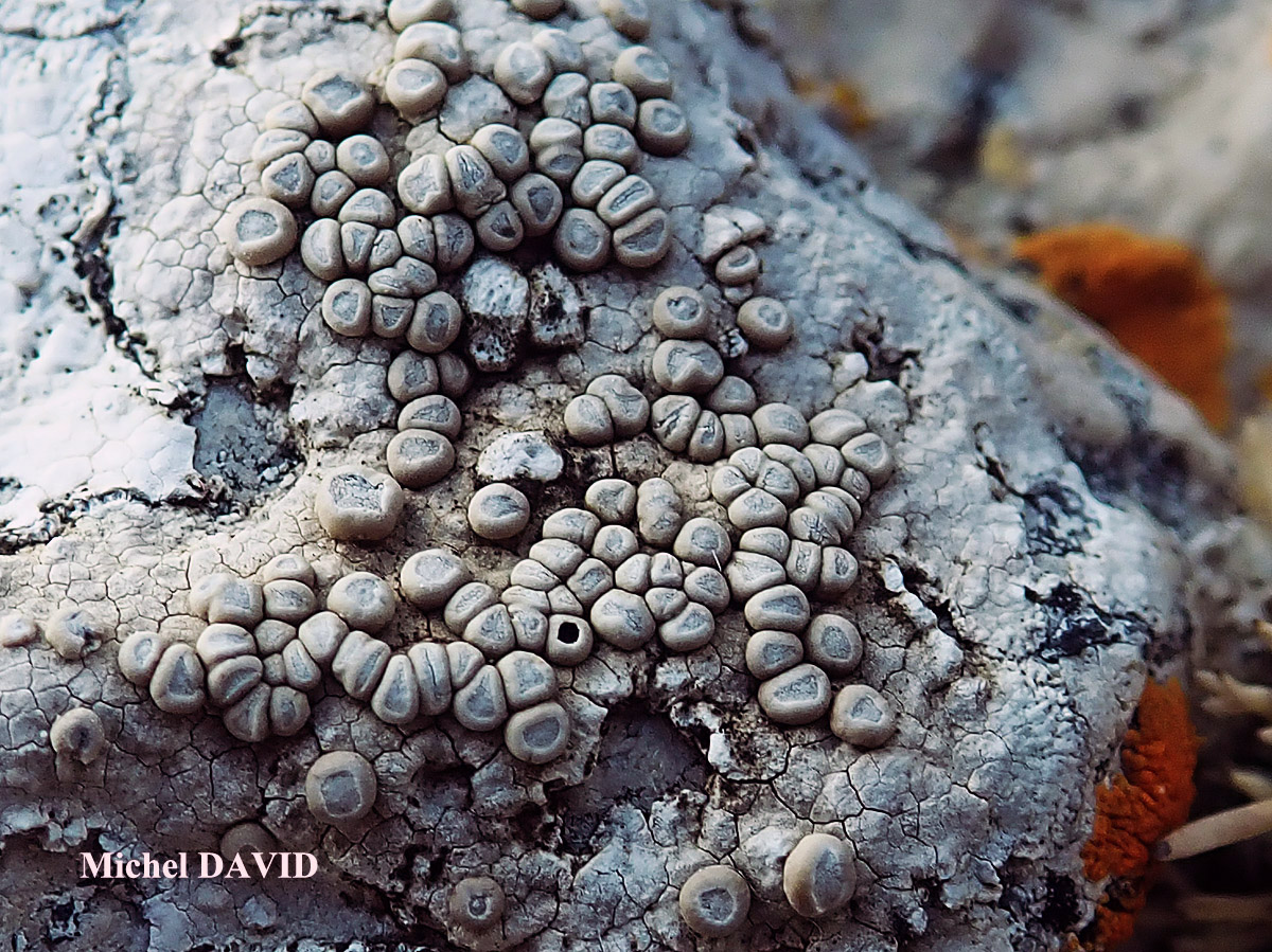 Dirina massiliensis Durieu & Mont. forma massiliensis Taxon méditerranéen des rochers calcaires.