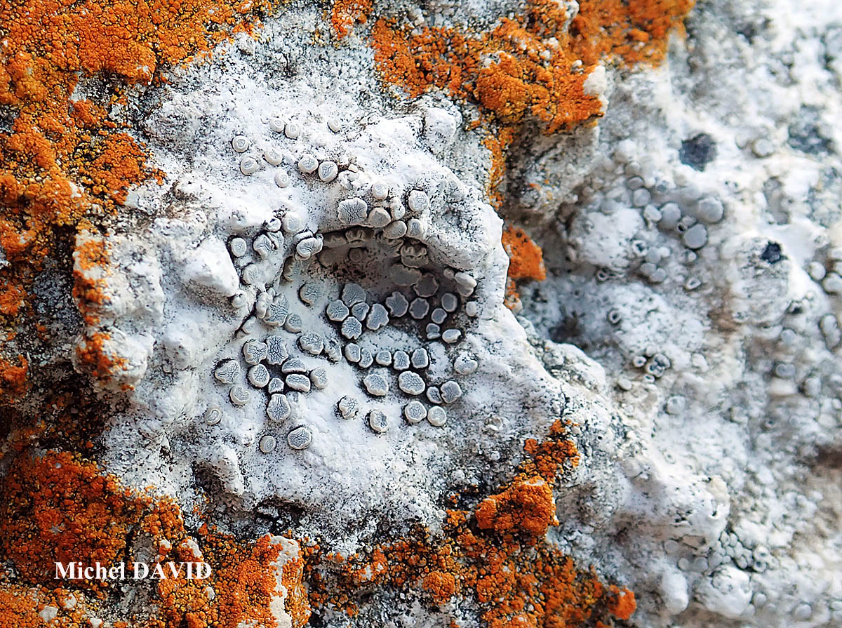 Dirina massiliensis Durieu & Mont. forma massiliensis Taxon méditerranéen des rochers calcaires.