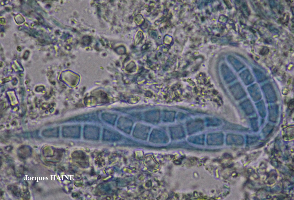 Dirina massiliensis Durieu & Mont. forma massiliensis Taxon méditerranéen des rochers calcaires.