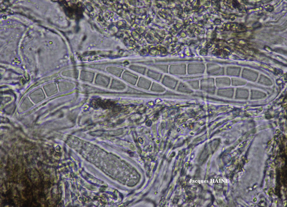 Dirina massiliensis Durieu & Mont. forma massiliensis Taxon méditerranéen des rochers calcaires.