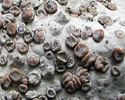 Dirina massiliensis Durieu & Mont. forma massiliensis Taxon méditerranéen des rochers calcaires.