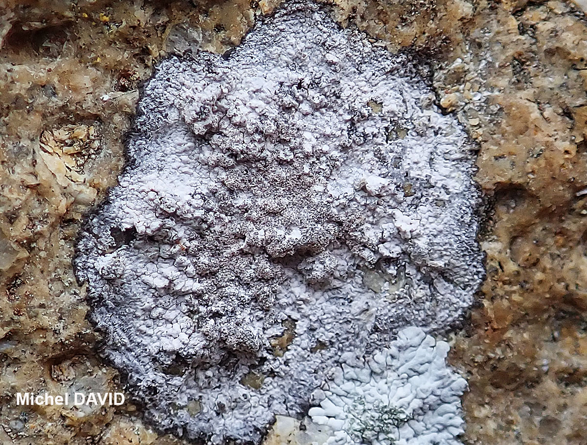 Dirina massiliensis Durr. & Mont. forma sorediata (Müll. Arg.) Tehler Taxon atlantique des murs en pierres peu acides ou en ciment.