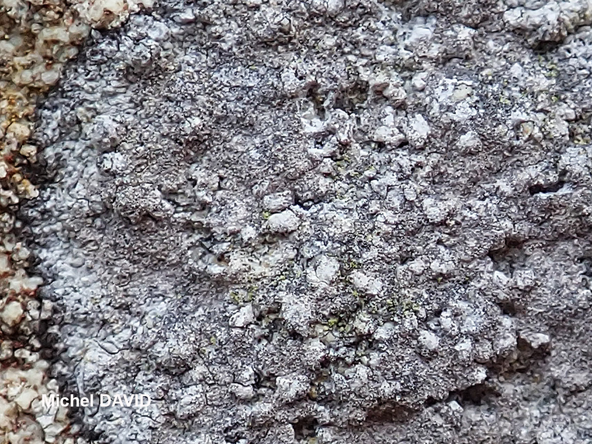 Dirina massiliensis Durr. & Mont. forma sorediata (Müll. Arg.) Tehler Taxon atlantique des murs en pierres peu acides ou en ciment.