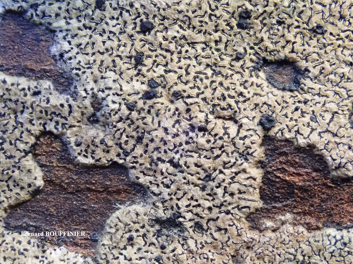 Enterographa hutchinsiae Cf. forme des rochers côtiers secs.