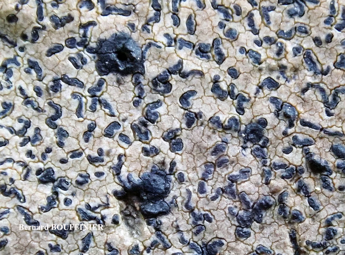 Enterographa hutchinsiae Cf. forme des rochers côtiers secs.