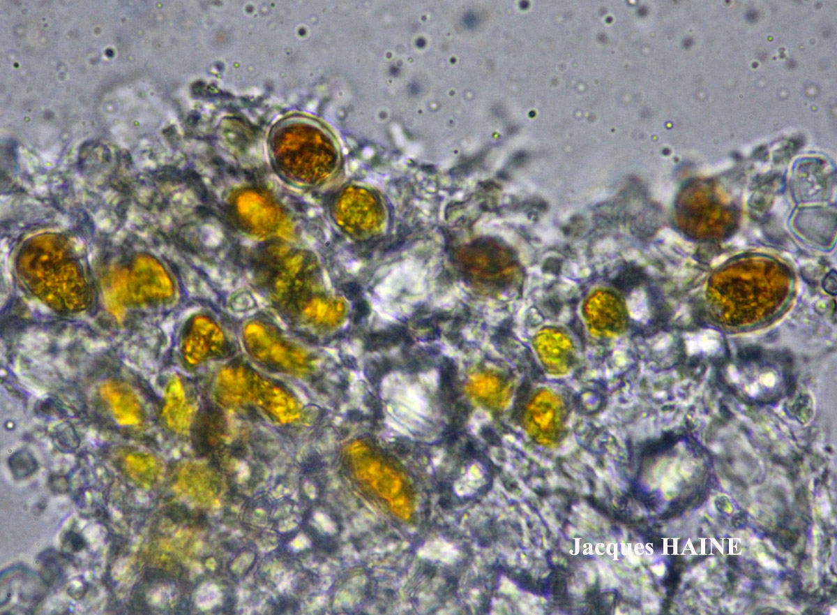 Enterographa hutchinsiae Cf. forme des rochers côtiers secs.