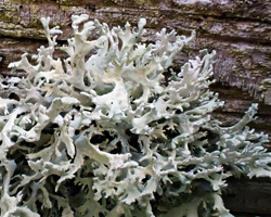 Evernia prunastri var. prunastri forme lignicole.