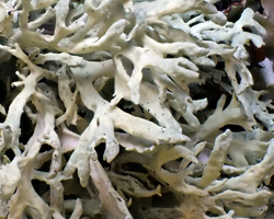 Evernia prunastri var. prunastri forme lignicole.