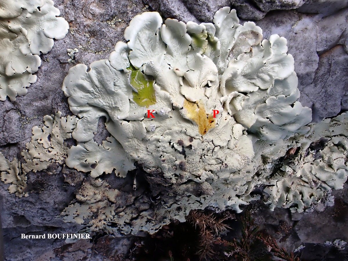 Flavoparmelia caperata forma laevissima Gyeln.