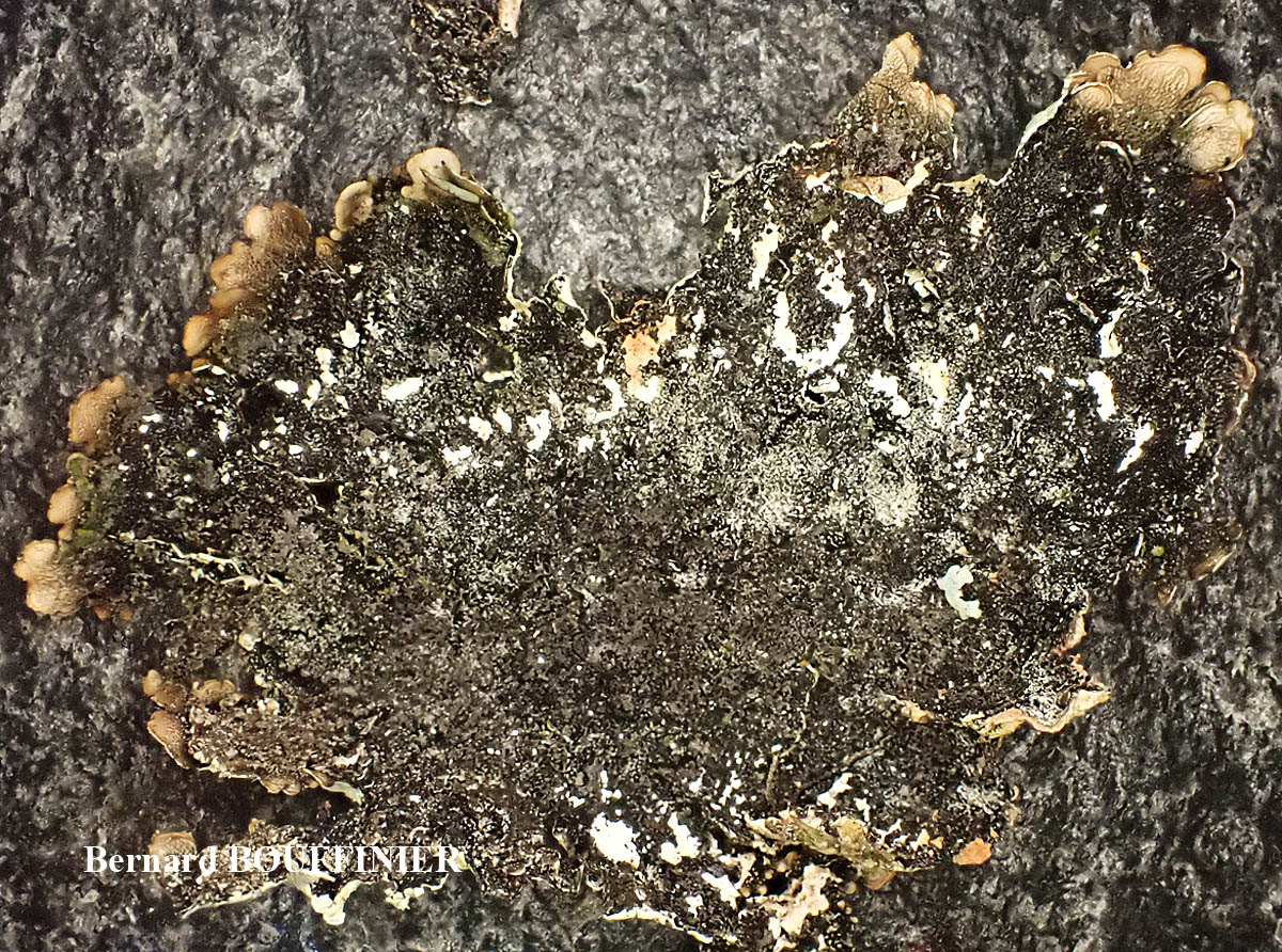 Flavoparmelia soredians forme corticole