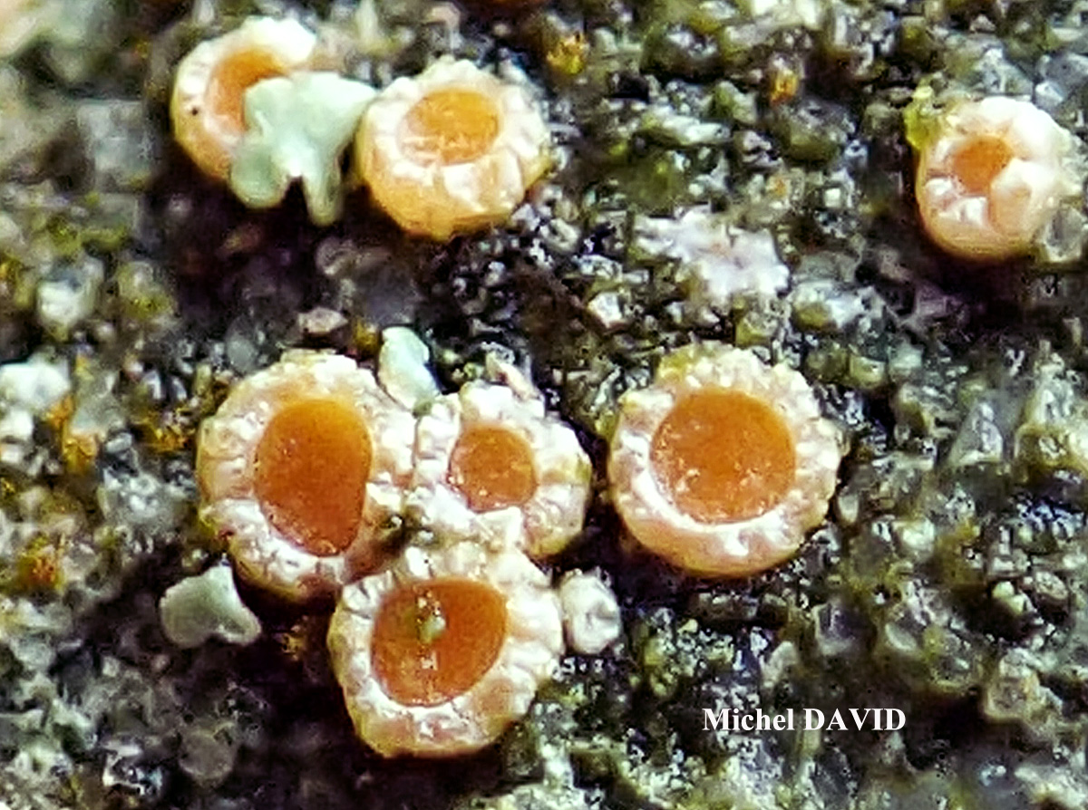 Gyalecta jenensis var. macrospora forma