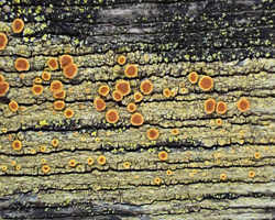 Gyalolechia flavorubescens forme lignicole.