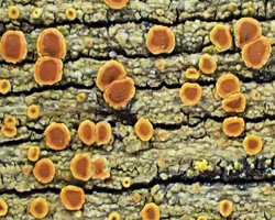 Gyalolechia flavorubescens forme lignicole.