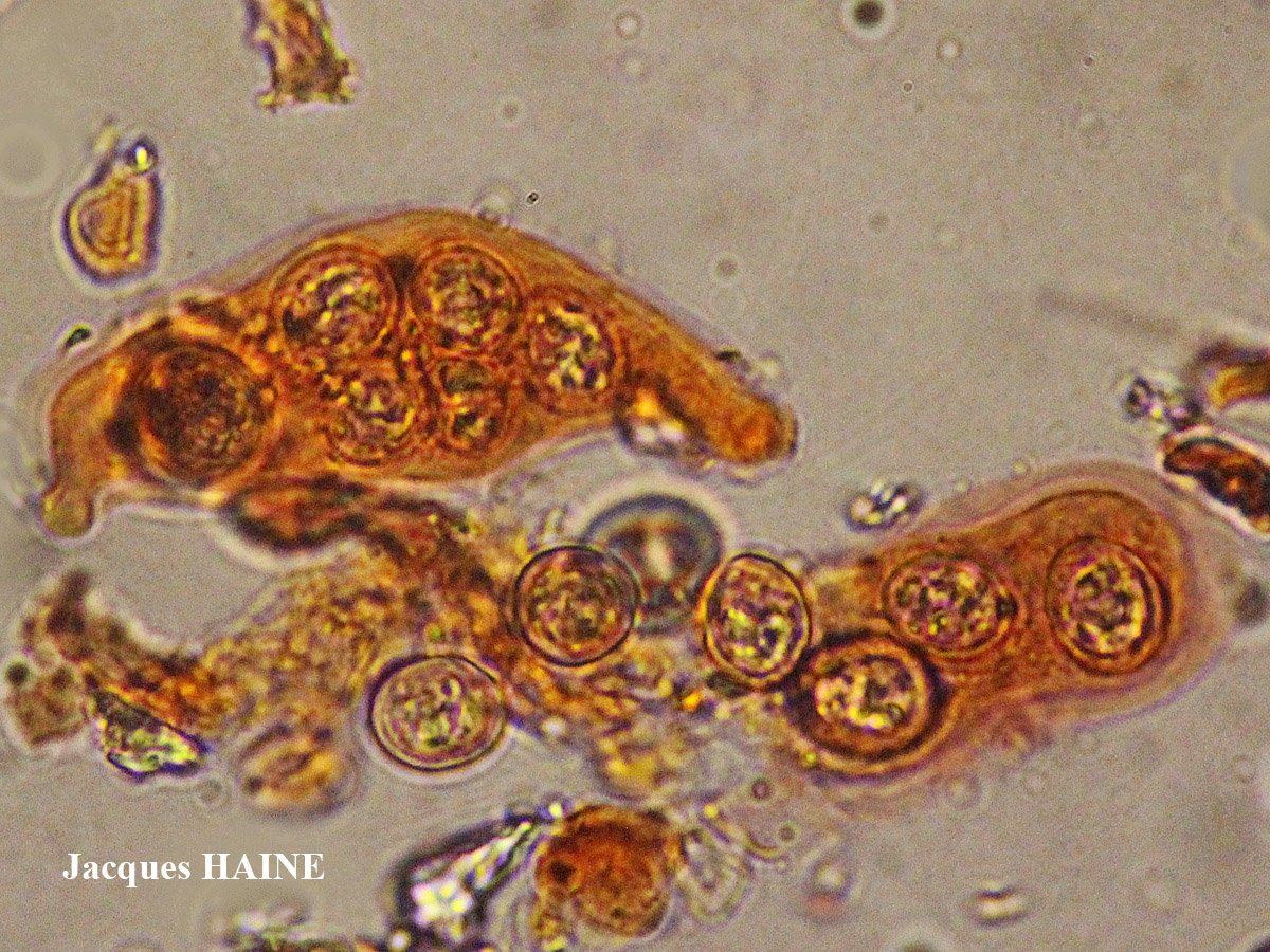 Heteroplacidium fusculum (Nyl.) Gueidan & C. Roux