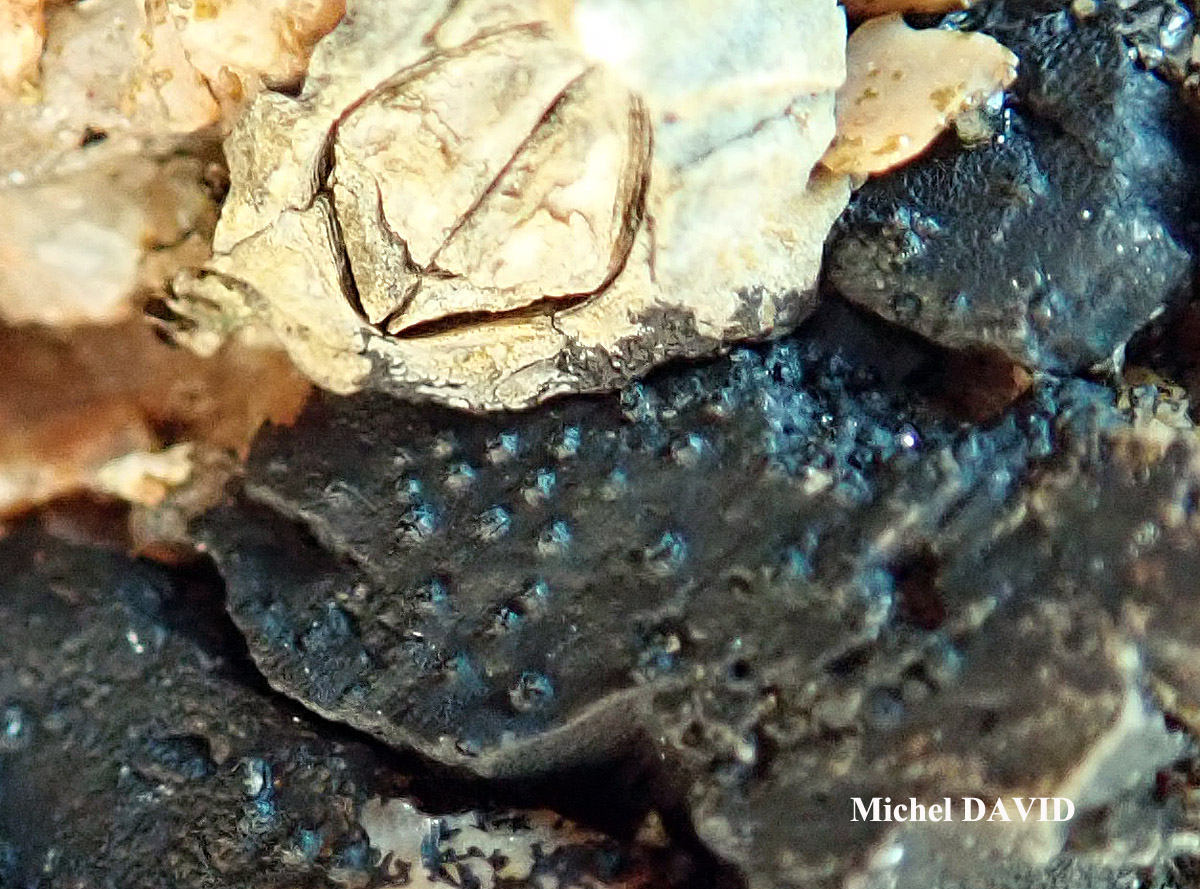 Hydropunctaria amphibia Taxon de Méditerranée.
= Hydropunctaria symbalana ?