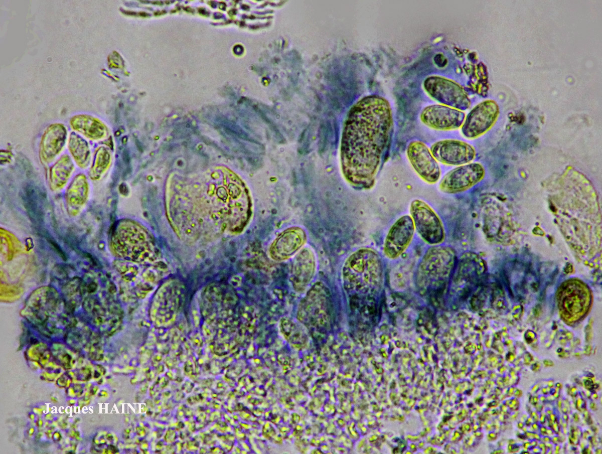 Hydropunctaria maura (Wahl.) Keller & Gueidan s.l.