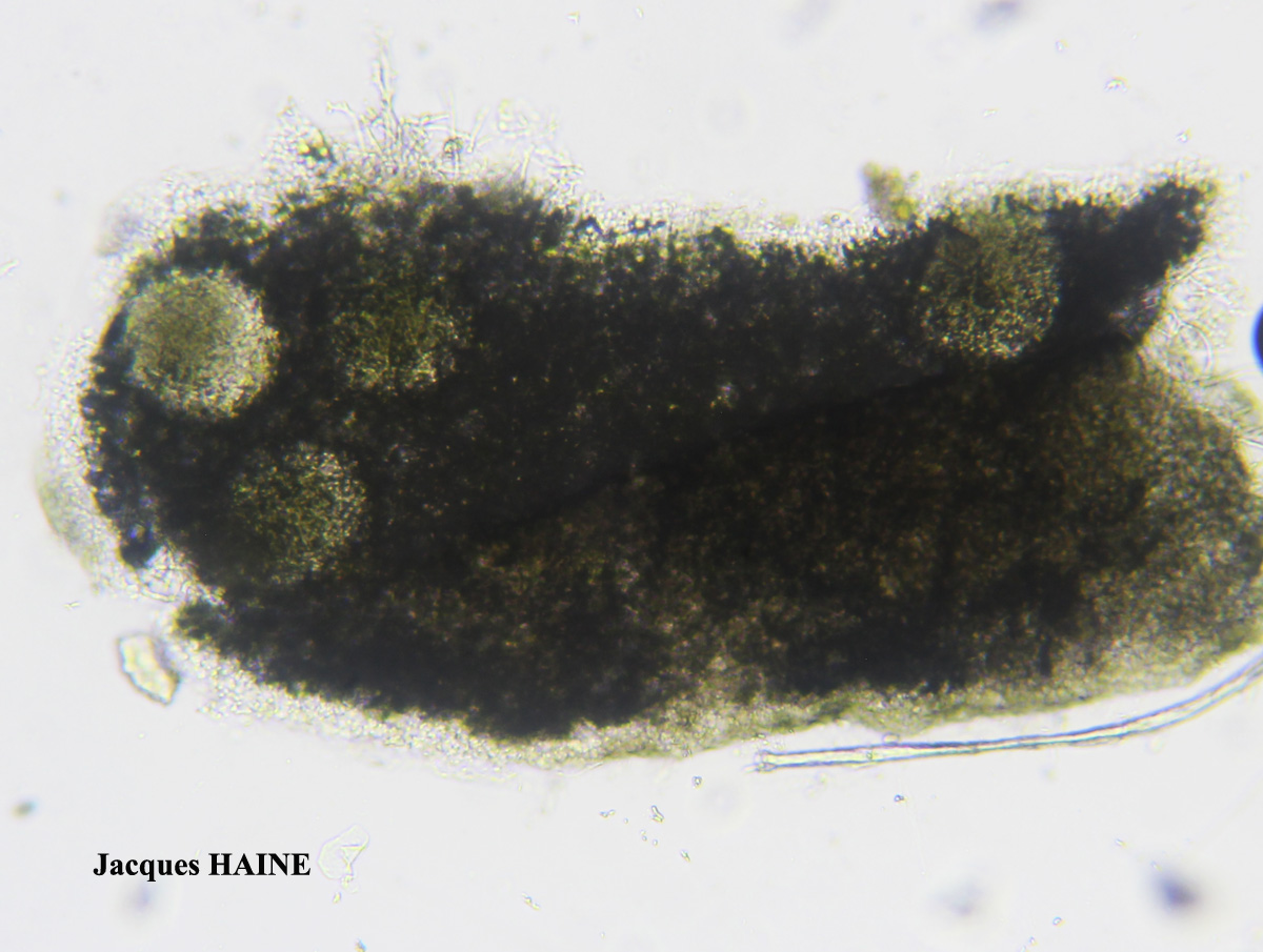 Hypogymnia physodes forme pycnidiée.