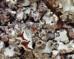 Hypotrachyna afrorevoluta forme fertile.