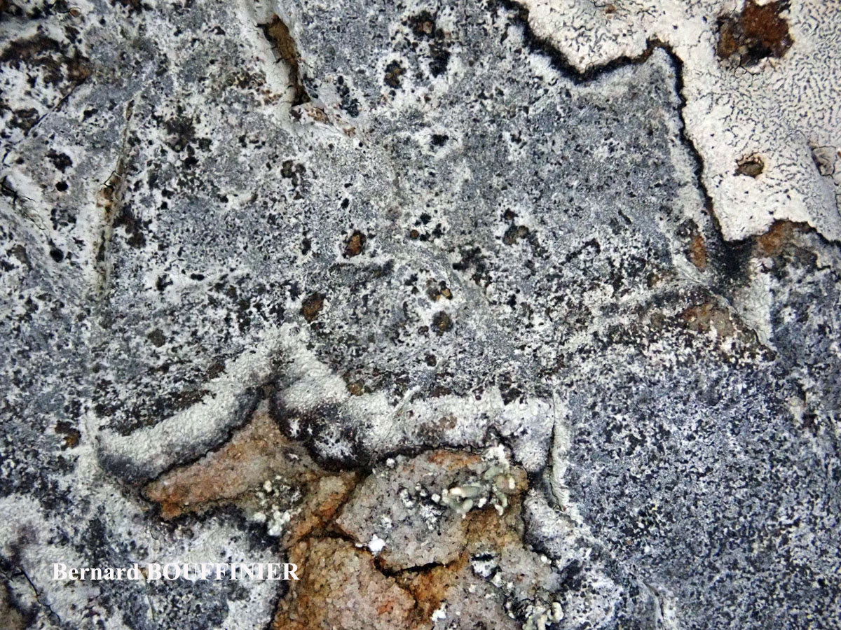 Ingaderia sorediata forme bleue.