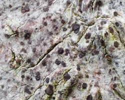 Japewiella tavaresiana (H. Magn.) Printzen