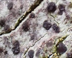 Japewiella tavaresiana (H. Magn.) Printzen
