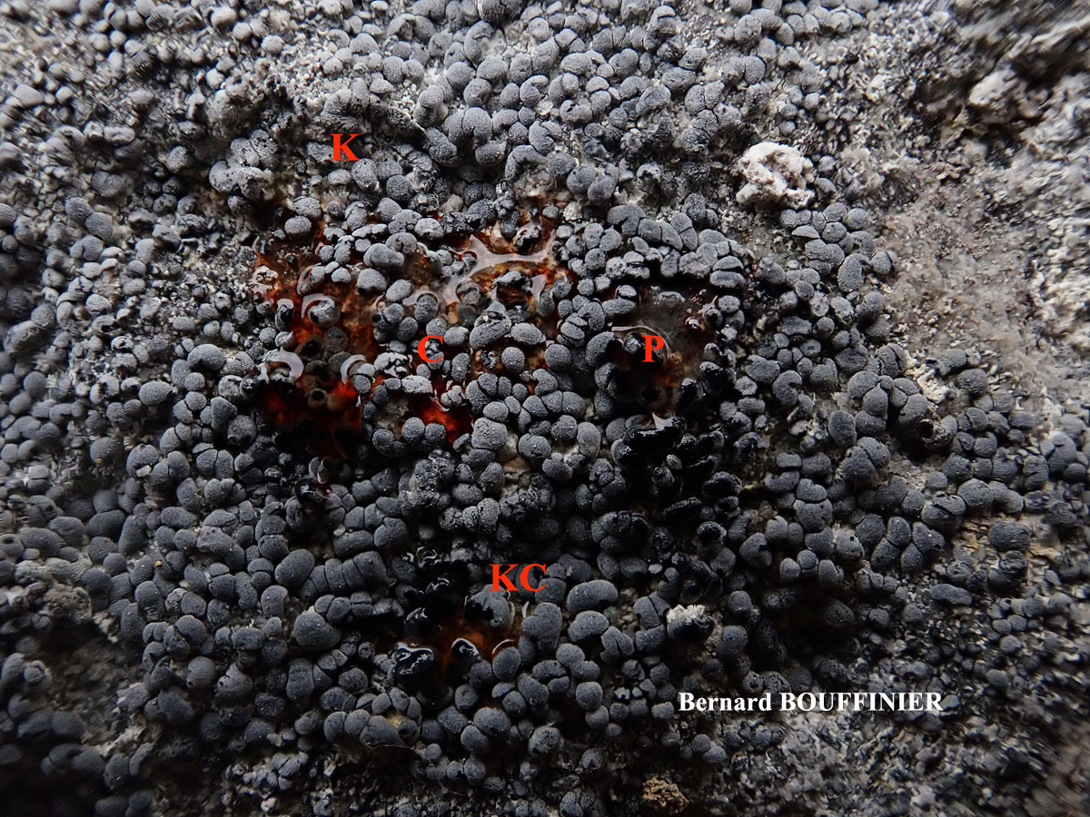 Paralecanographa grumulosa forme parasite de Llimonaea sorediata
