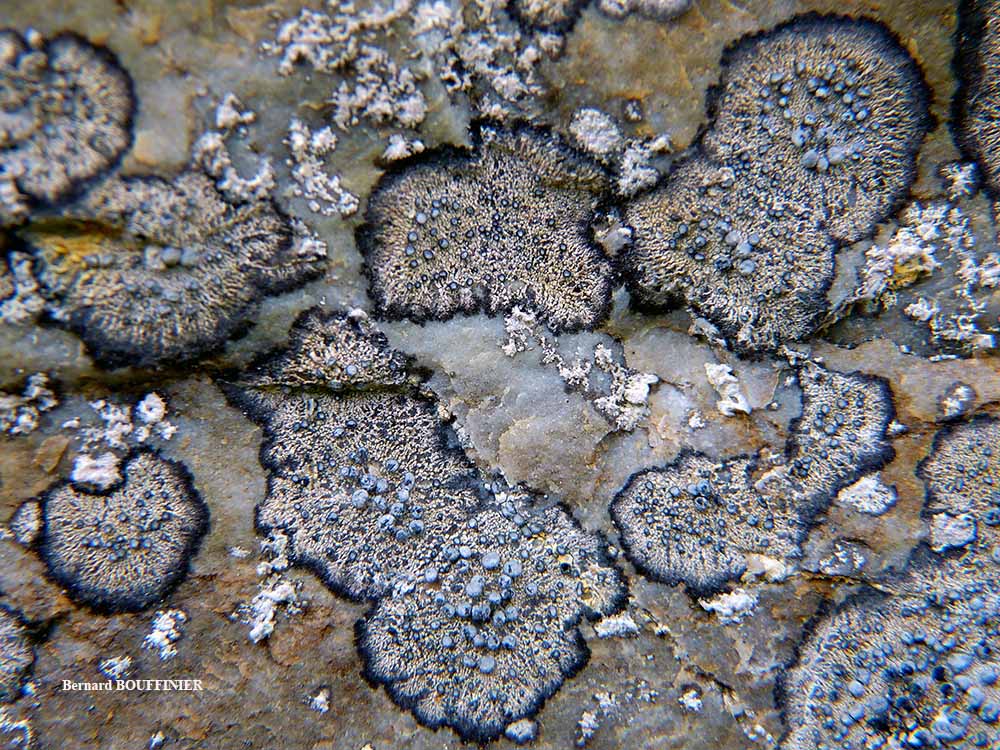 Paralecanographa grumulosa (Dufour) Egea & Torrente forma hemisphaerica