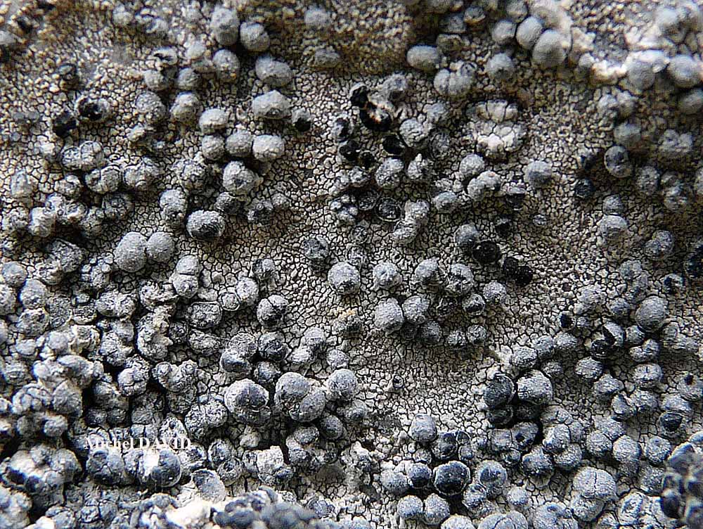 Paralecanographa grumulosa (Dufour) Egea & Torrente forma hemisphaerica