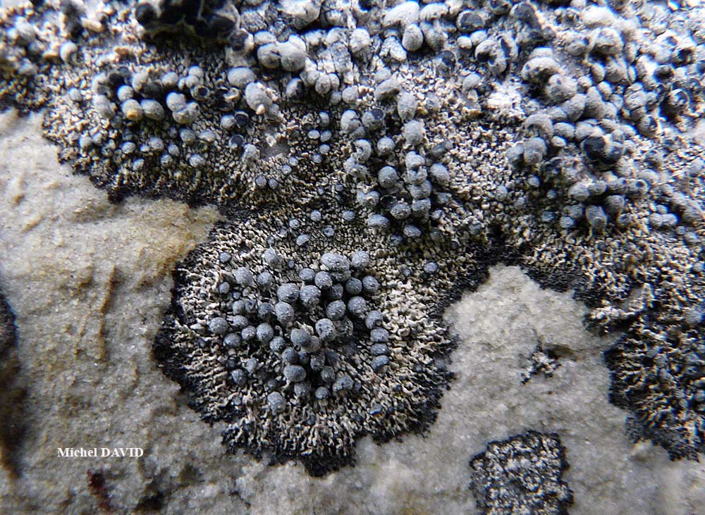Paralecanographa grumulosa (Dufour) Egea & Torrente forma hemisphaerica