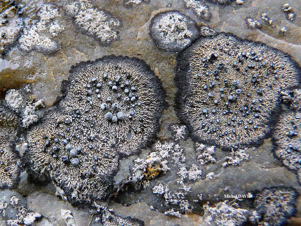 Paralecanographa grumulosa (Dufour) Egea & Torrente forma hemisphaerica