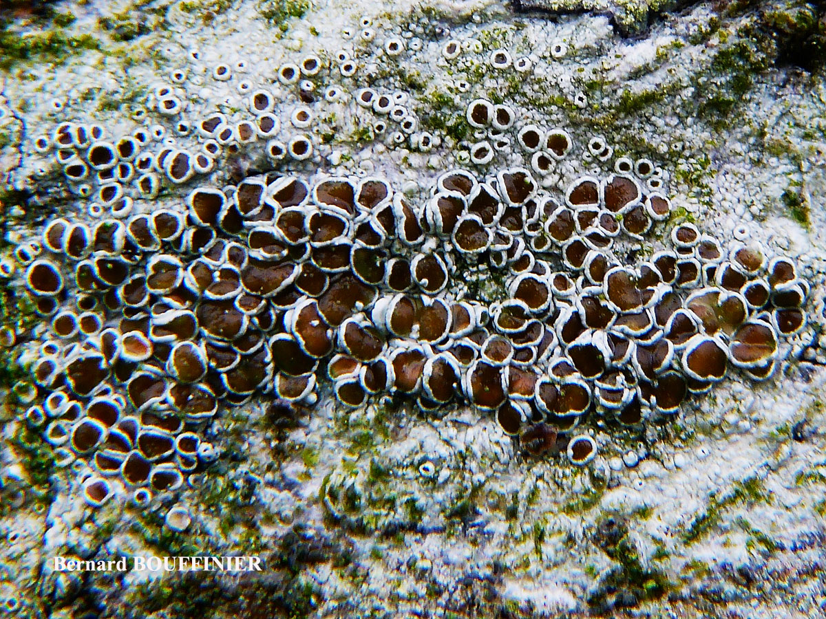 Lecanora campestris subsp. campestris morpho campestris.