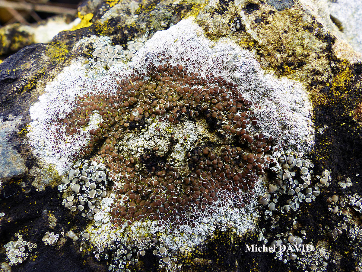 Lecanora campestris subsp. campestris morpho campestris.
