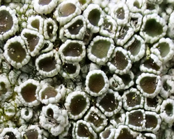 Lecanora chlarotera subsp. chlarotera forma rugosella (Zahlbr.) Poelt