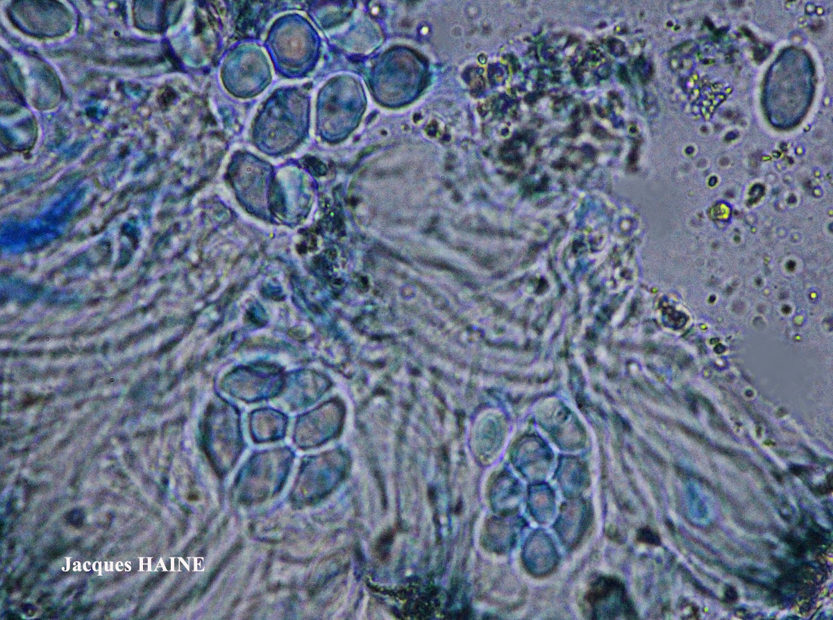 Lecanora hybocarpa auct. brit. non (Tuck.) Brodo