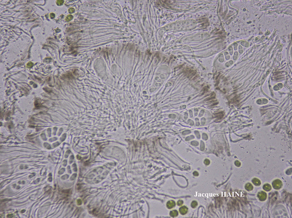 Lecanora pulicaris forme lignicole maritime.