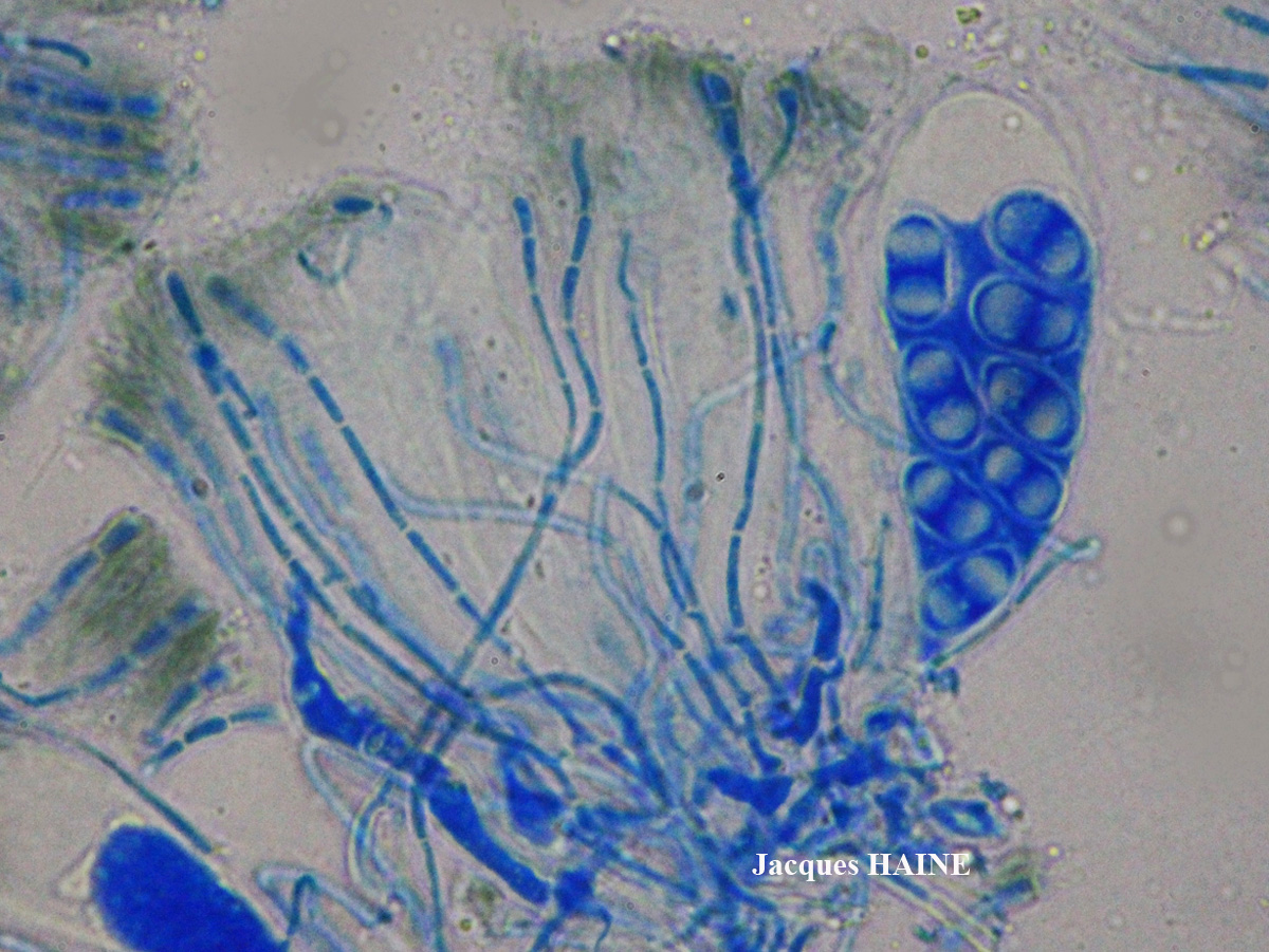 Lecanora pulicaris forme lignicole maritime.