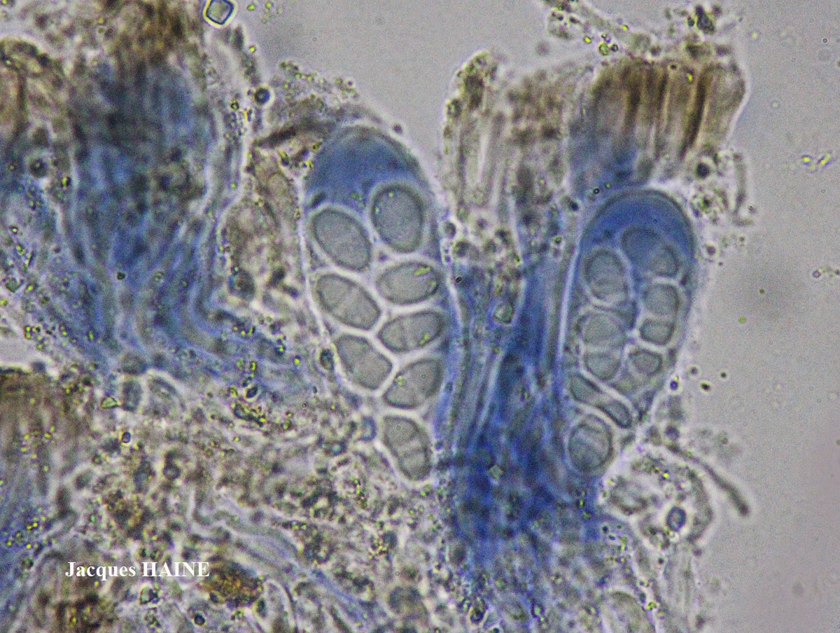 Lecanora pulicaris forme lignicole maritime.