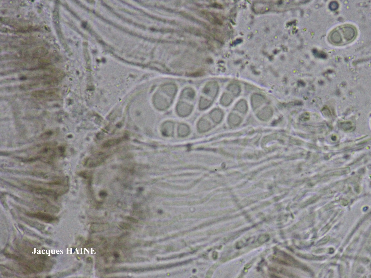 Lecanora pulicaris forme lignicole maritime.