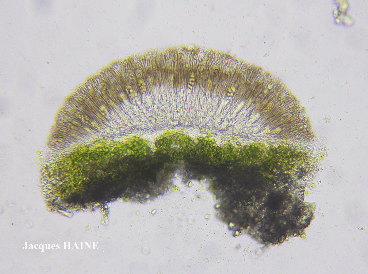 Lecanora pulicaris forme lignicole maritime.