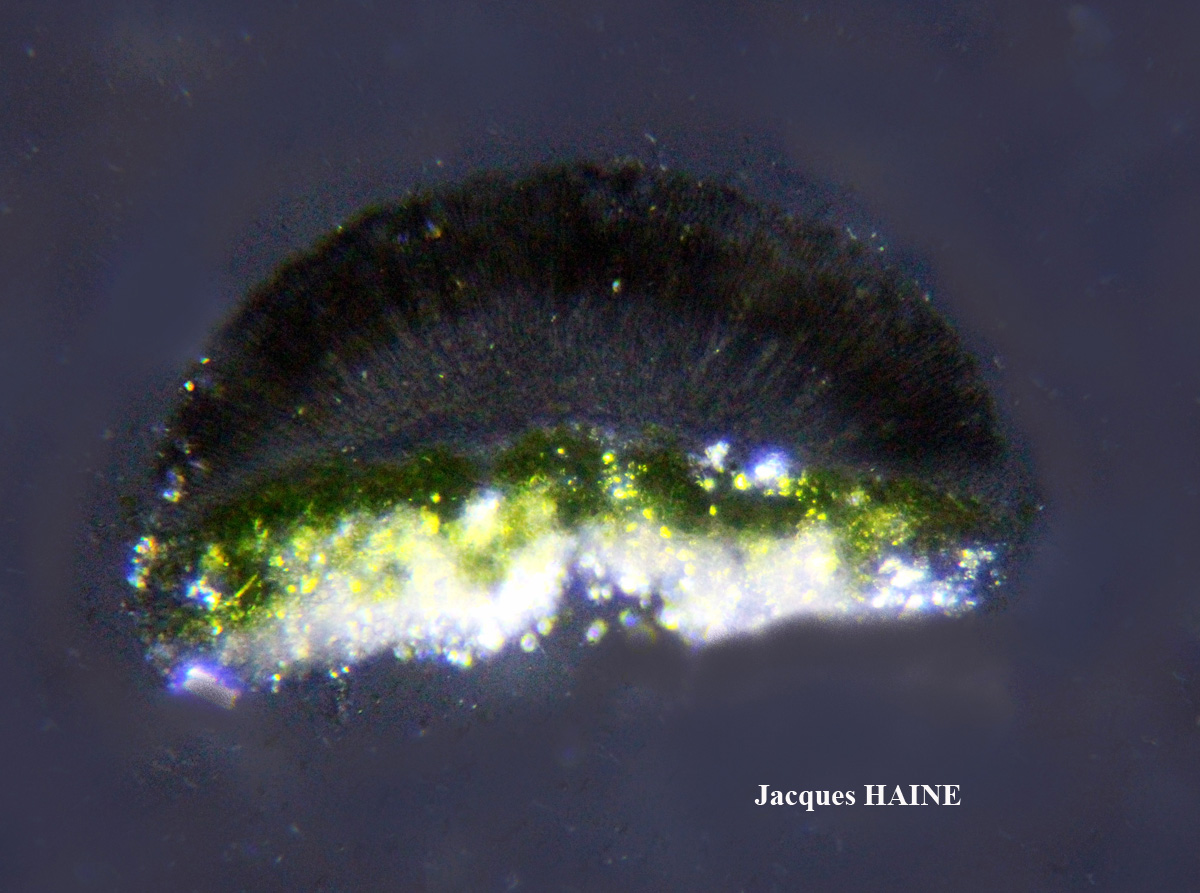 Lecanora pulicaris forme lignicole maritime.