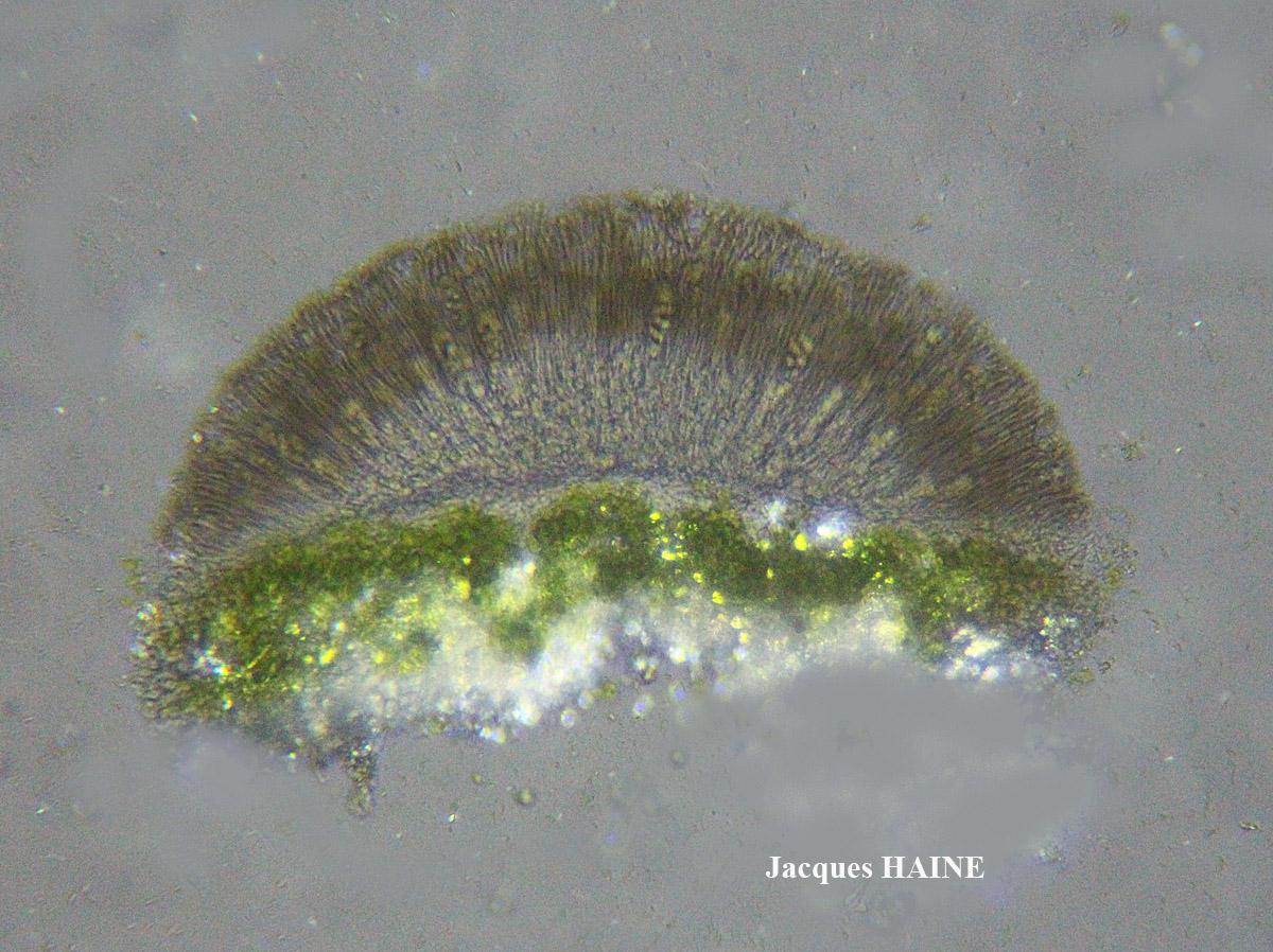 Lecanora pulicaris forme lignicole maritime.