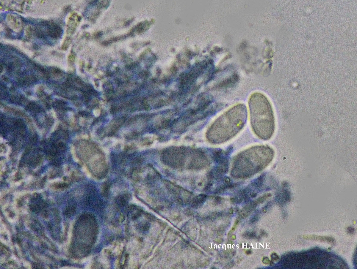 Lecanora pulicaris forme lignicole maritime.