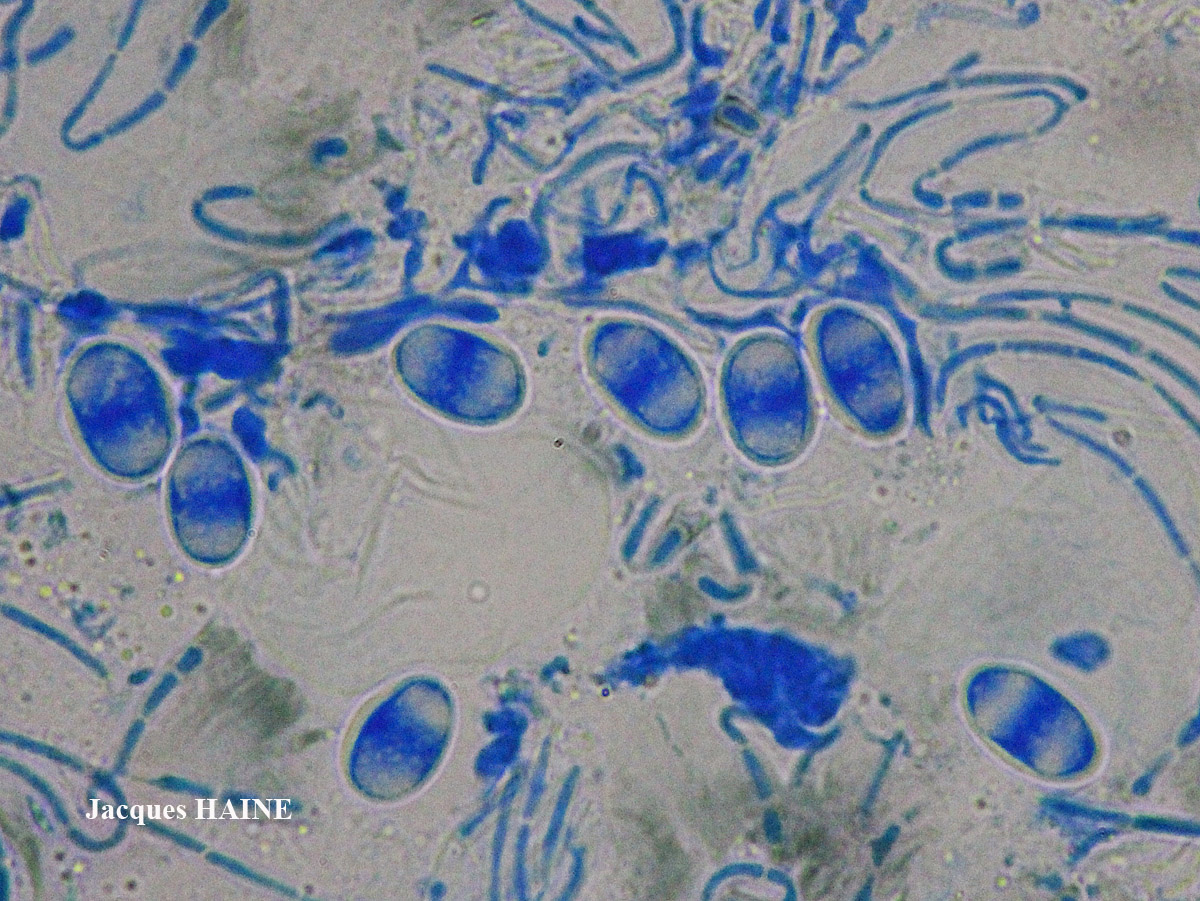 Lecanora pulicaris forme lignicole maritime.