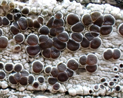 Lecanora pulicaris forme lignicole maritime.