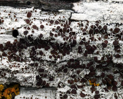 Lecanora pulicaris forme lignicole maritime.