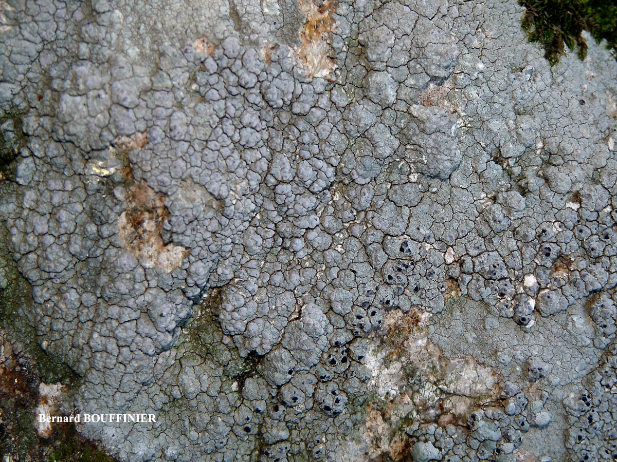 Lecanora rupicola (L.) Zahlbr. subsp. rupicola morpho efflorens Leuckert & Poelt