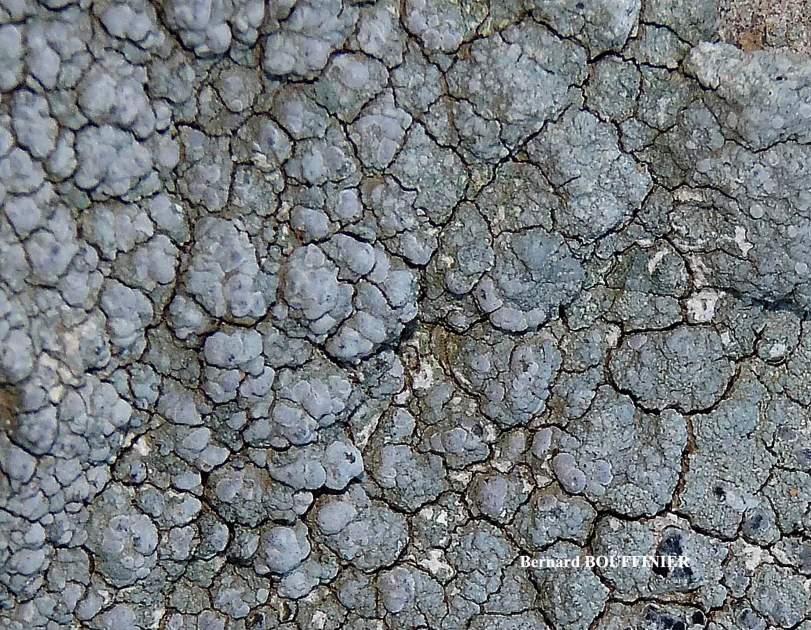 Lecanora rupicola (L.) Zahlbr. subsp. rupicola morpho efflorens Leuckert & Poelt